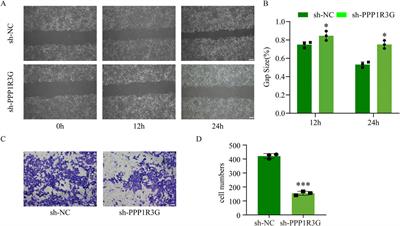 Corrigendum: Decreased PPP1R3G in pre-eclampsia impairs human trophoblast invasion and migration via Akt/MMP-9 signaling pathway